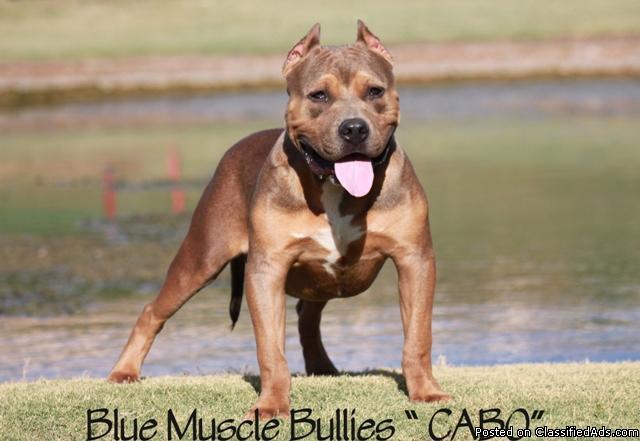 UKC and ABKC Purple Ribbon 9 month old male Razor Edge with great bloodline for sale!!! - Price: 1200