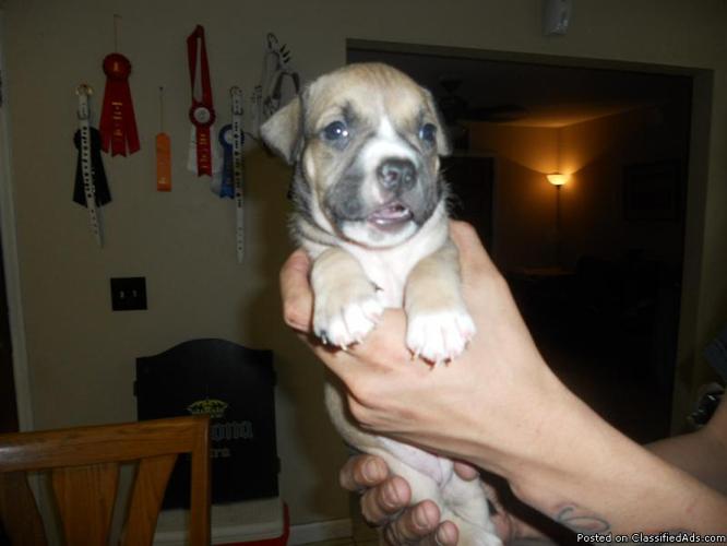 UKC Bully Pups for sale - Price: 650