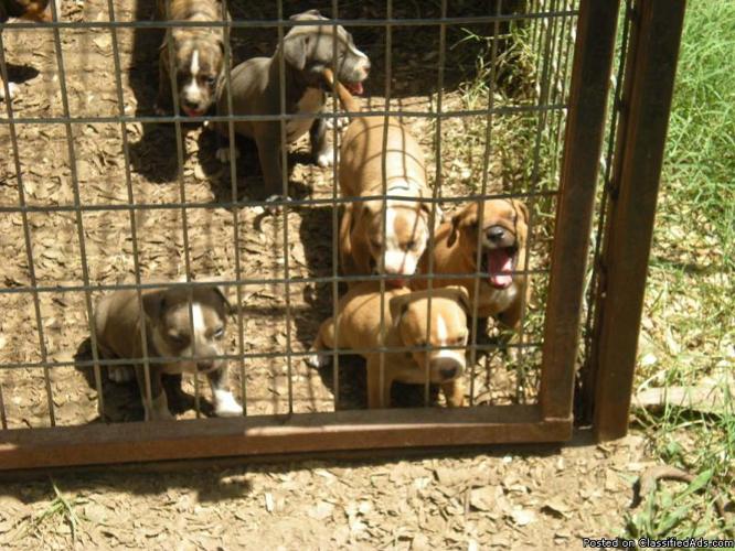 UKC 'PR American Pitbull Terrier Bullies - Price: 650.00