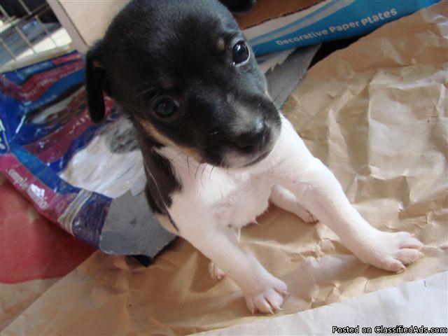 UKC Rat Terrier pup - Price: $225