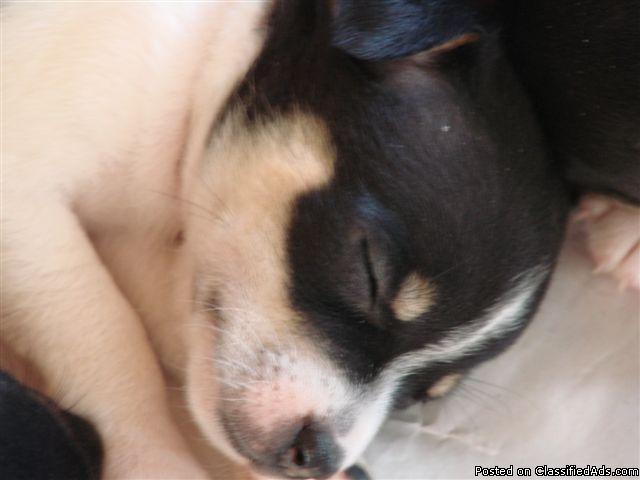 UKC Rat Terrier pup - Price: $325