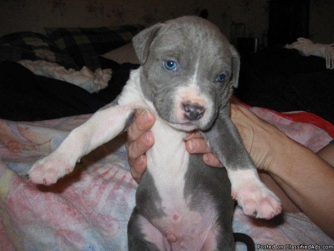 UKC REGISTED 6 WEEK OLD BLUE PIT BULL PUPPIES - Price: 250.00