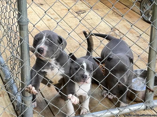 Ukc registerd blue pits. ONLY 2 LEFT!!! - Price: $500
