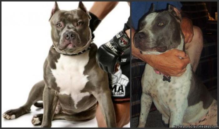 UKC Registered Blue Pitbull Puppy - Price: $1000 or best offer