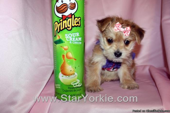 Unbelievably Small Teacup Morkie (Maltese & Yorkie mix) Puppies by Breeder in Las Vegas - Price: 1400.00