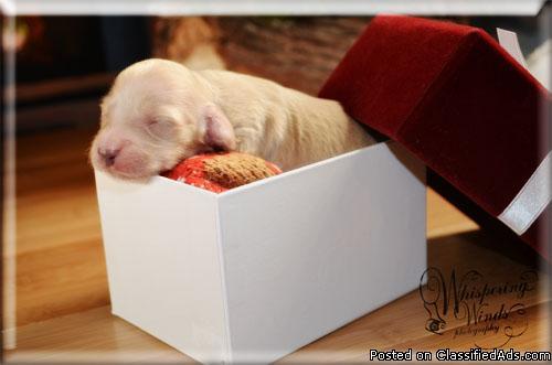 Very Cute Miniature Dachshund Cream Puppies- Born December 4th- Very cute - Price: 900.00