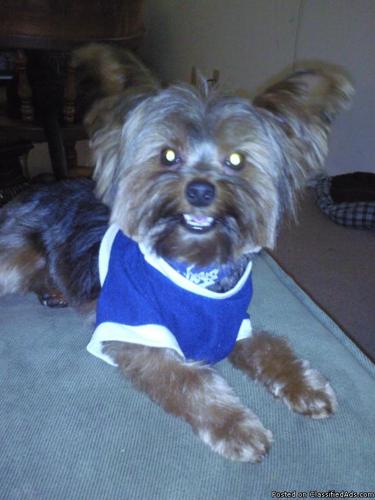 Want to stud male yorkie - Price: pick of litter