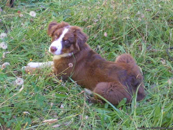 Wanted Australian Shepherd Puppy - Price: Reasonable