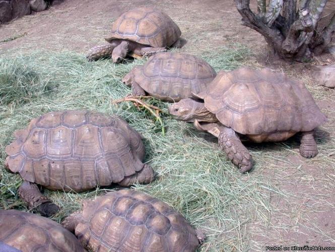 We have good pairs of Sulcata, Aldabara, and Radiated tortoises availa - Price: 600