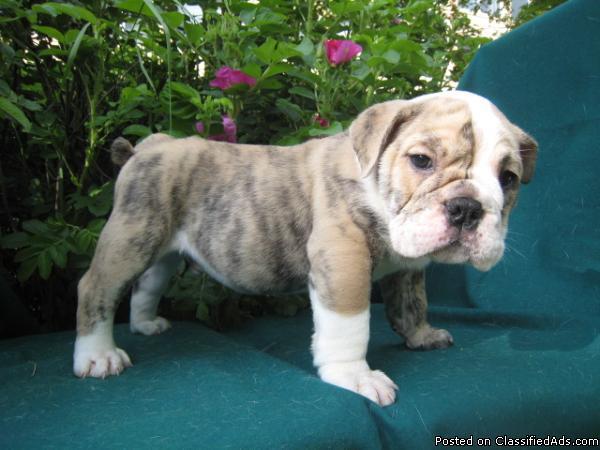 Well trained English bulldog puppy for rehoming - Price: 600