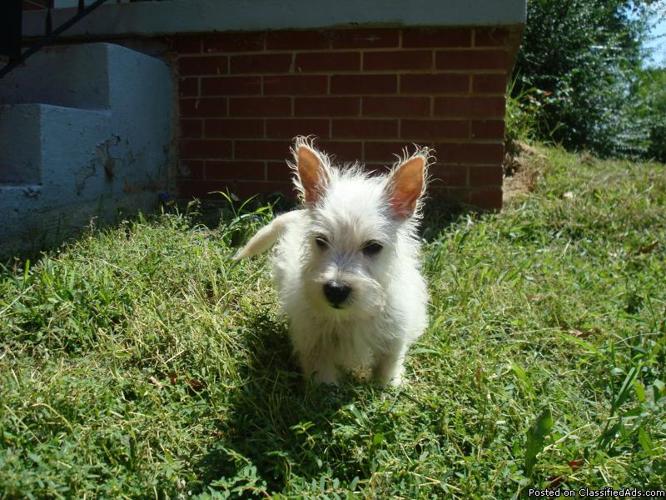 West Highland Terrier MALES 11 weeks - Price: 399