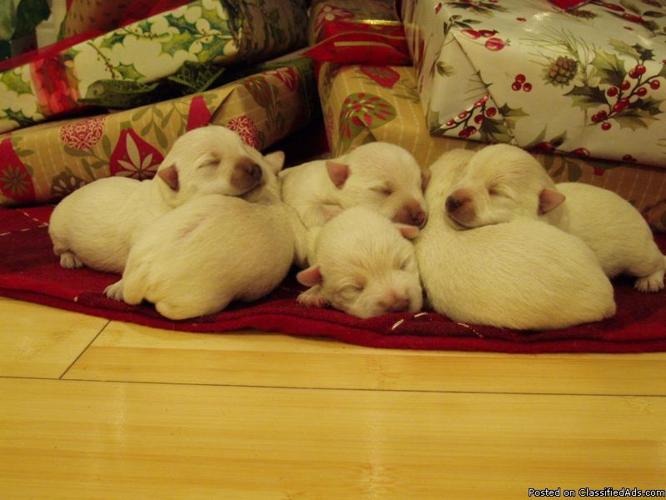 West Highland Terrior Puppies - Price: 550