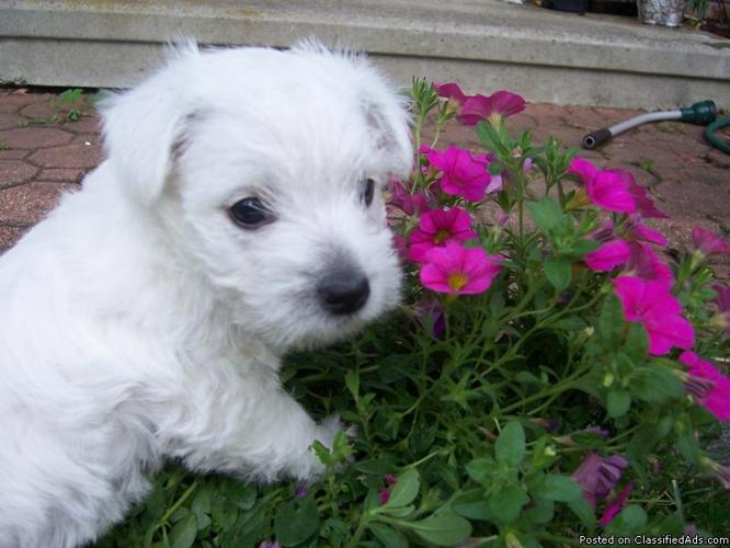 West Highland White Puppies for sale - Price: $900.00