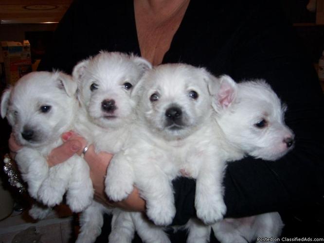 West Highland White Terrier puppies - Price: $900.00