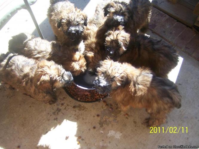 Wheaten Terrier NO shed NO allergies home bred!Meet the parents!