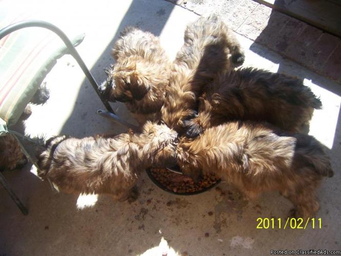 Wheaten Terrier NO shed NO allergies home bred!Meet the parents!