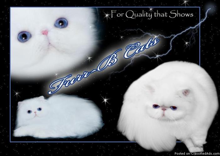 WHITE BLUE EYED QUALITY PERSIAN KITTENS