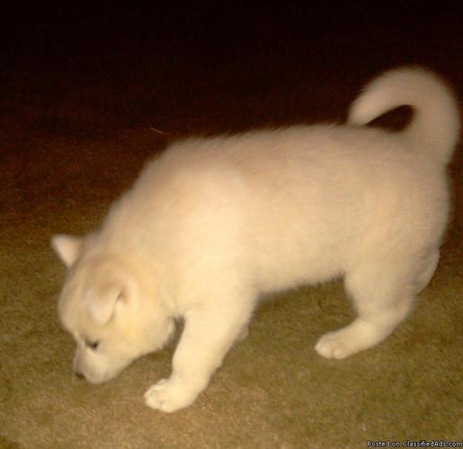 White Male Siberian Husky Puppy - Price: 375.00