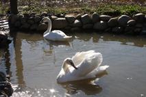 White Mute Swans, Australian Black Swans, Trumpeter Swans - Price: 1200