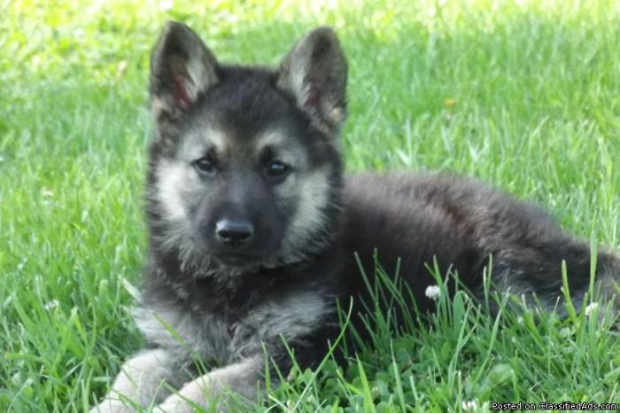 Wolf German Shepherd Puppies Price 50000 For Sale In Denison