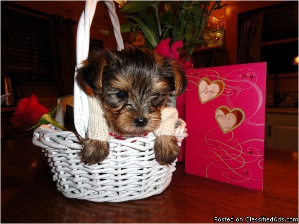 WOw!!! Beautiful Teacup Yorkie Puppies for Adoption - Price: 250