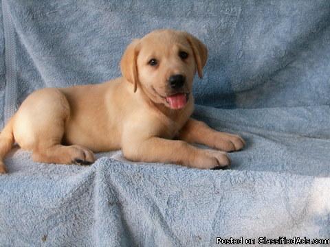 Yellow Lab Puppies For Sale (Registered) - Price: $250.