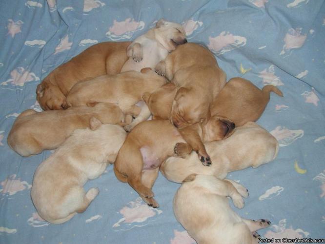 Yellow lab puppies - Price: $250.00 per pup