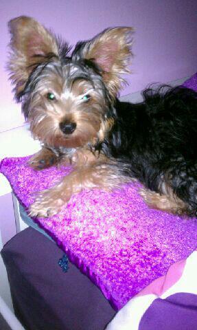 Yorkie 6 months old - Price: $400