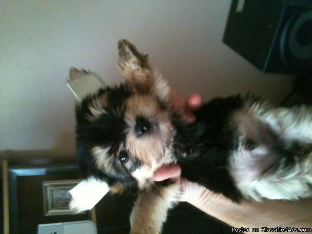 Yorkie and Morkies for sale - Price: $500 and $600