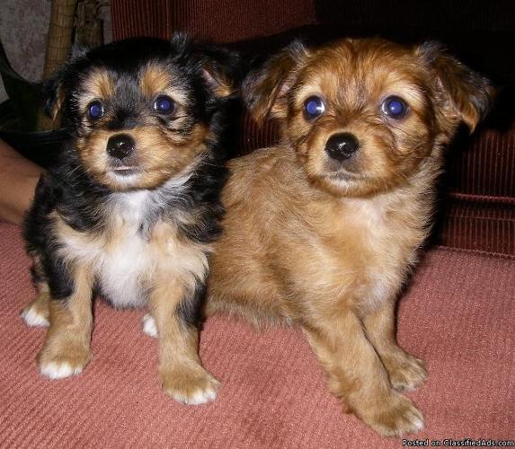 Yorkie Chi Pups.... Adorable....$400 - Price: $400