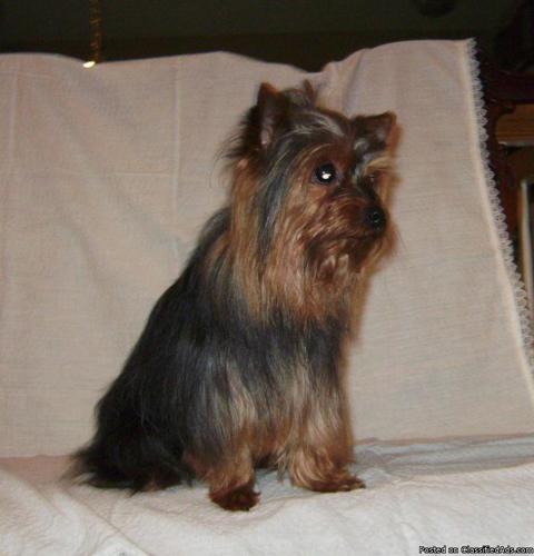 Yorkie CKC 4.5lb for Stud Service ONLY - Price: $300 or P-O-L