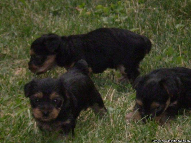 Yorkie Pup For Sale - Price: 300.00