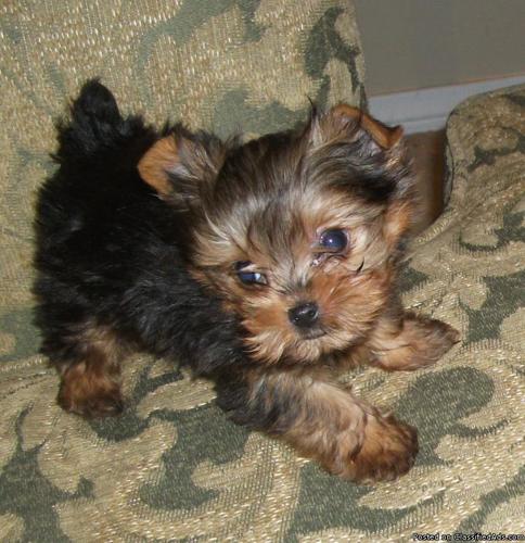 yorkie pup male - Price: $800