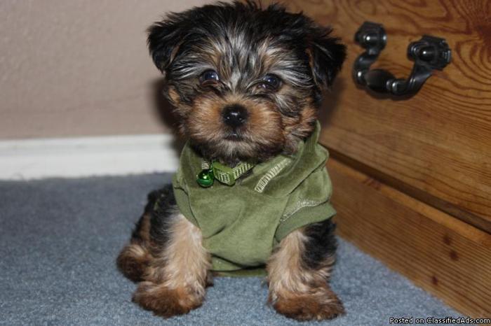 Yorkie Puppies 3 males available - Price: 400.00 USD