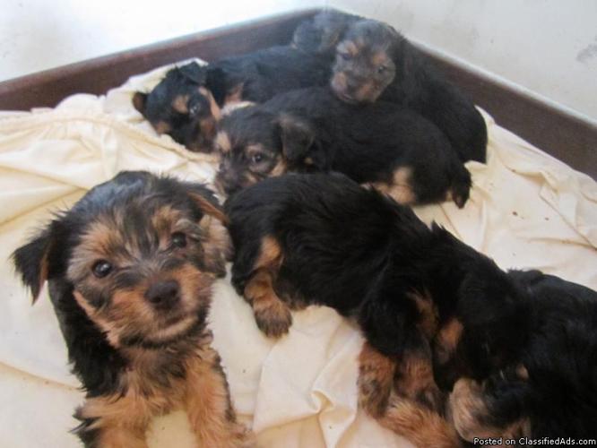 Yorkie Puppies $300 - Price: $300