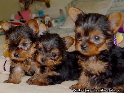 yorkie puppies for good homes - Price: free for good homes