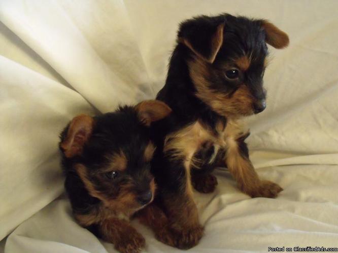 Yorkie puppies - Price: $500.00