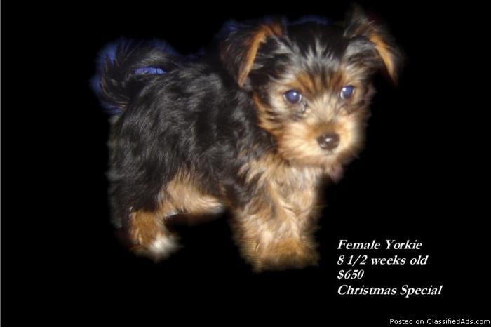 Yorkie Pups - Price: $600