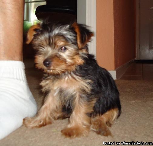 Yorkshire Terrier Female - Today only $500 - Price: $700