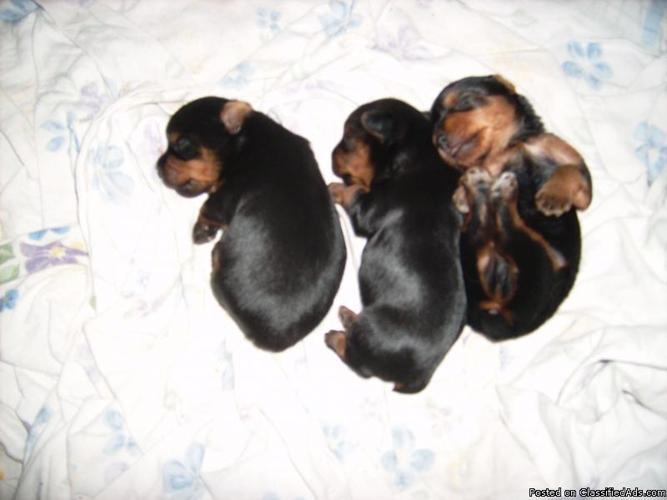 Yorkshire Terrier Puppies 1 Male and 1c Female Available - Price: $800.00