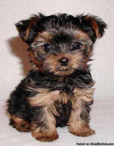yorkshire terrier pups - Price: $1200.