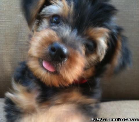 Yorkshire Terrier (Yorkie) beautiful raised at home puppy (male)