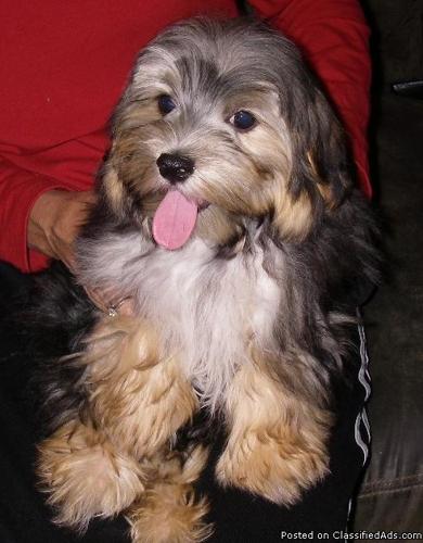 Yorshire Terrier Male Pup ...AKC....$450 - Price: $450