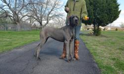 Move and job change force kennel dispersal of 100% European multi-champion pedigreed BLUE Great Danes. I have a huge 13-month-old male and a beautiful 25-month-old female available. &nbsp;I imported them directly from Germany and they are show / breeding