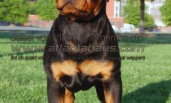Atlantahaus Rottweilers - www.atlantahaus.com - 561-361-9927. Atlantahaus Rottweilers is a world class German rottweiler breeder and kennel producing dogs specifically bred for conformation, intellect, and working athletic ability.Write something about