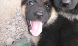 1 girl and 2 boys left
&nbsp;AKC German Shepherd Puppies
Born July 1,2012
Ready for new homes Sept 1, 2012. &nbsp;
Come with first shots and de-wormed. &nbsp;
Great family, security, and companion animals&nbsp;
that are super smart. &nbsp;
&nbsp;
&nbsp;