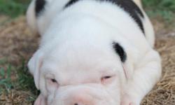 Ruger is 100% Johnson American Bulldog Male. His Sire & Dam comes from Champion Bloodlines. He is ARF Registered. He will be very bully. Check out our website at medlockbullies.com or call (912) 654-3410