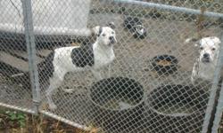 100% Johnson American Bulldog pups due June 24-11 m-f for info call 513-237-1889.
