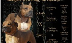 100% Razor Edge UKC puppies for sale. Off of Volcom(remembering cairo x dvs. dvs is a easy rider bellymate) x Juicy (Mr. McRuff x Chikita. McRuff is a Bingo son and Chikita is a easy rider granddaughter). for full ped visit our website