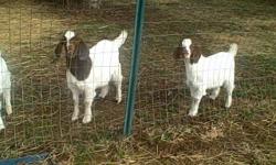 100% Reg.( IBGA ) FULLB LOOD SA CODI/PCI GOATS YOUNG BUCK FOR SALE AT $500.00 to $1000.00 ea. EMAIL OR CALL FOR APPOINTMENT. WE HAVE TWO LOCATIONS HARROSDBURG, KY AND VERSILLES, KY
WE HAVE PAINT BUCKS
ALL GOATS ARE REG. THROUGH ( IBGA )
Please go to are